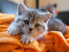 Cats Inc