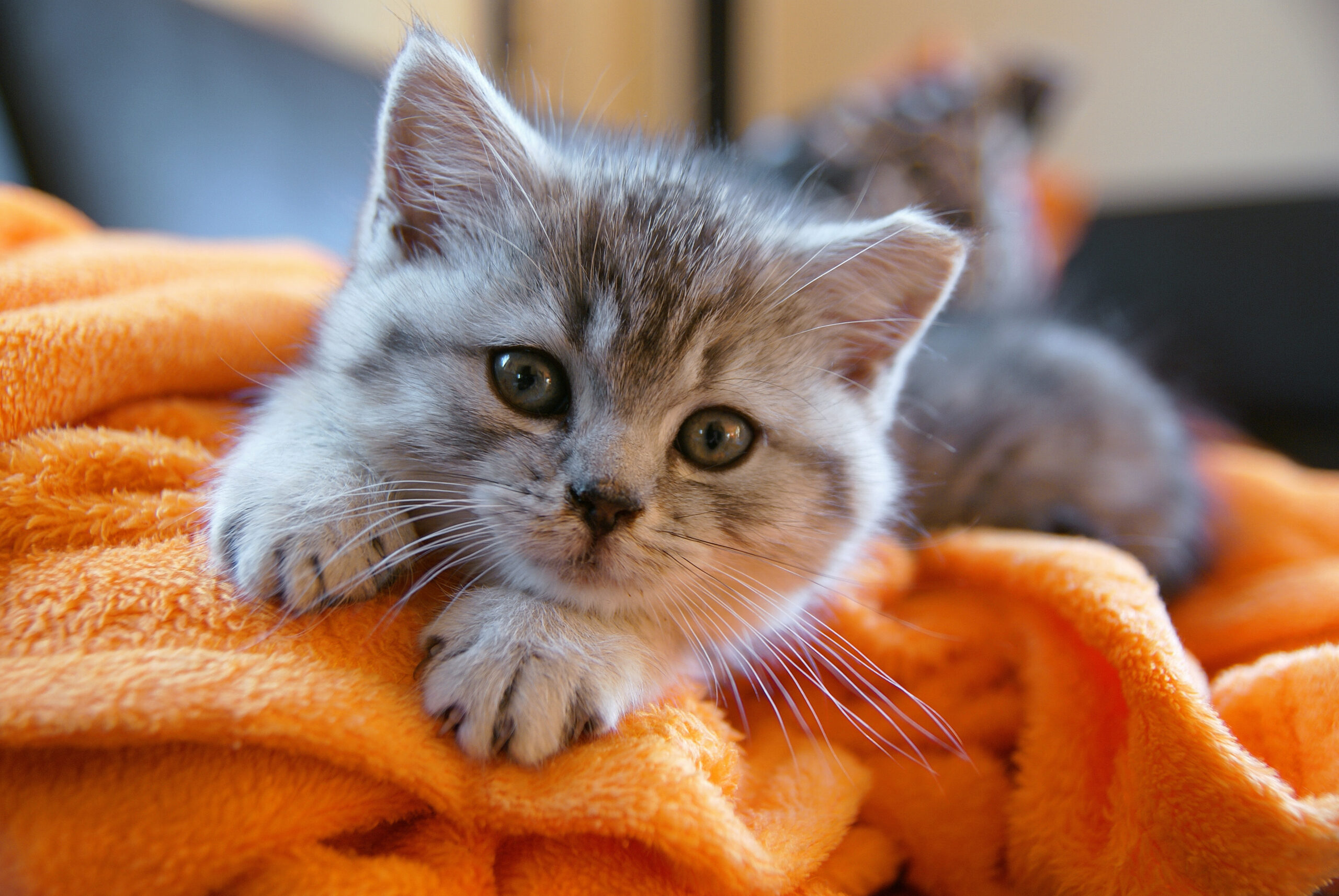Little kitty lying on the couch