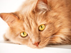 Sad cat is watching you