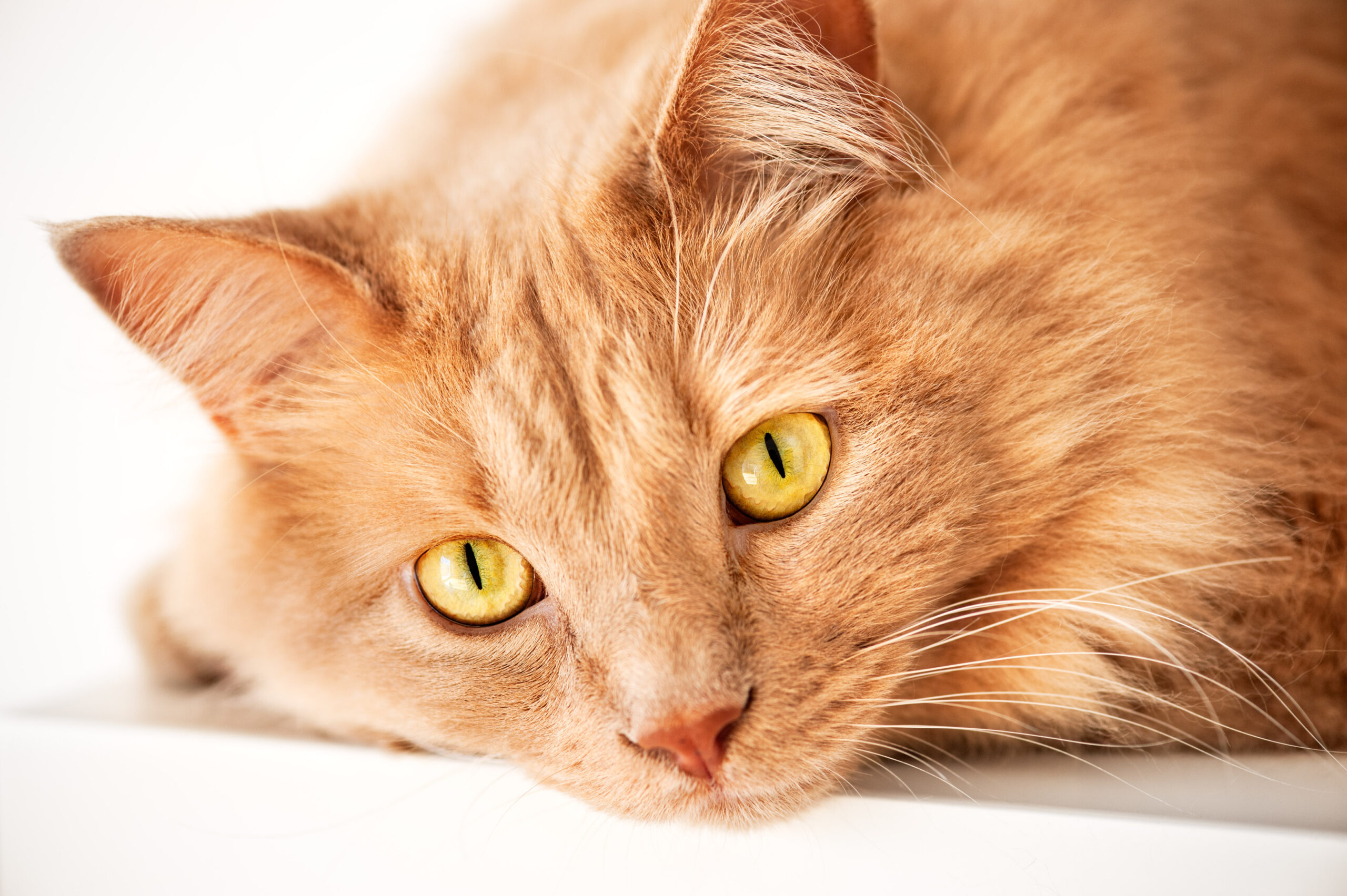 Sad cat is watching you