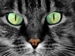 Cat-green-Eyes_tn2