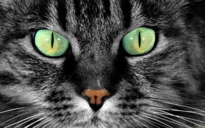 Cat-green-Eyes_tn2