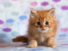 blue-eyes-kitty_tn2