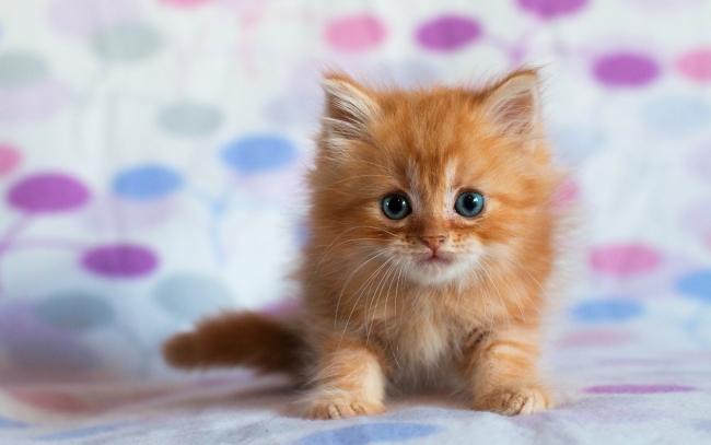blue-eyes-kitty_tn2